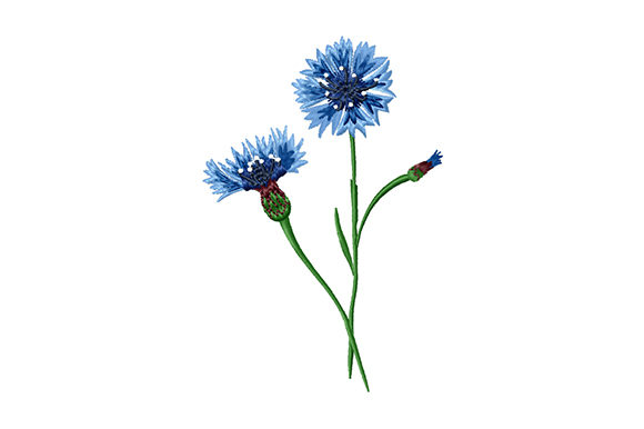 Bouquet of Cornflowers: A Versatile Embroidery Design